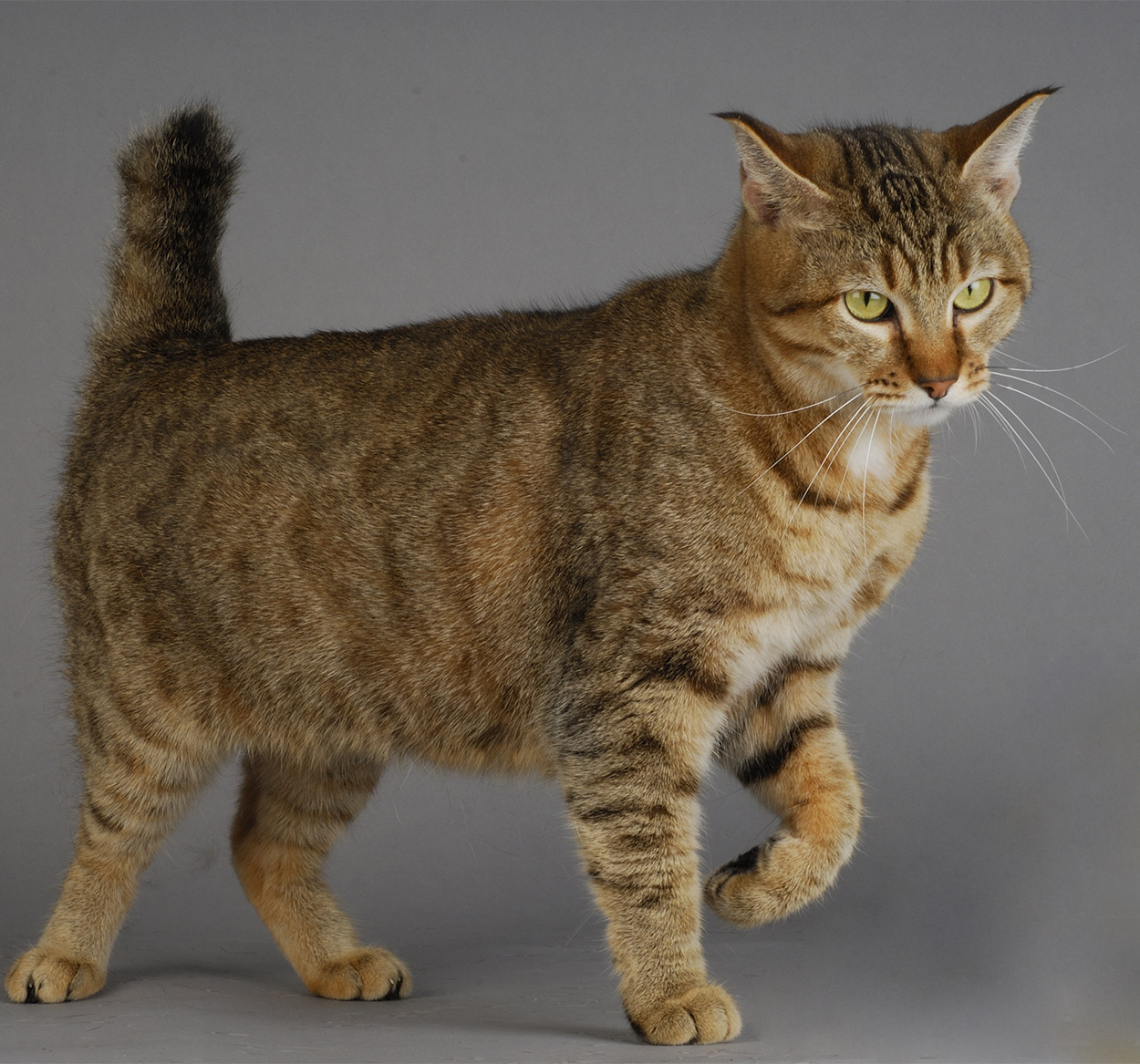 开云官方-_猛龙队打出精彩团队篮球_，猛龙队的阵容
